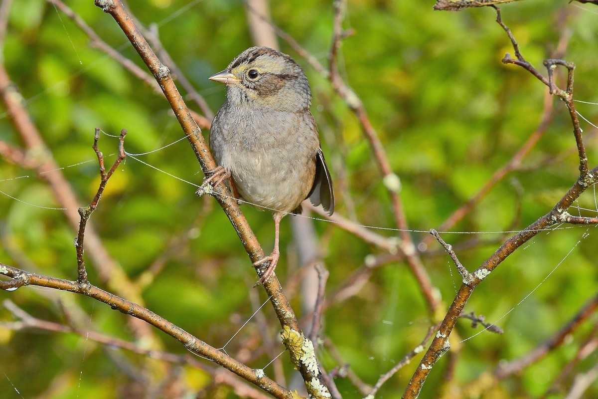 Swamp Sparrow - thomas berriman