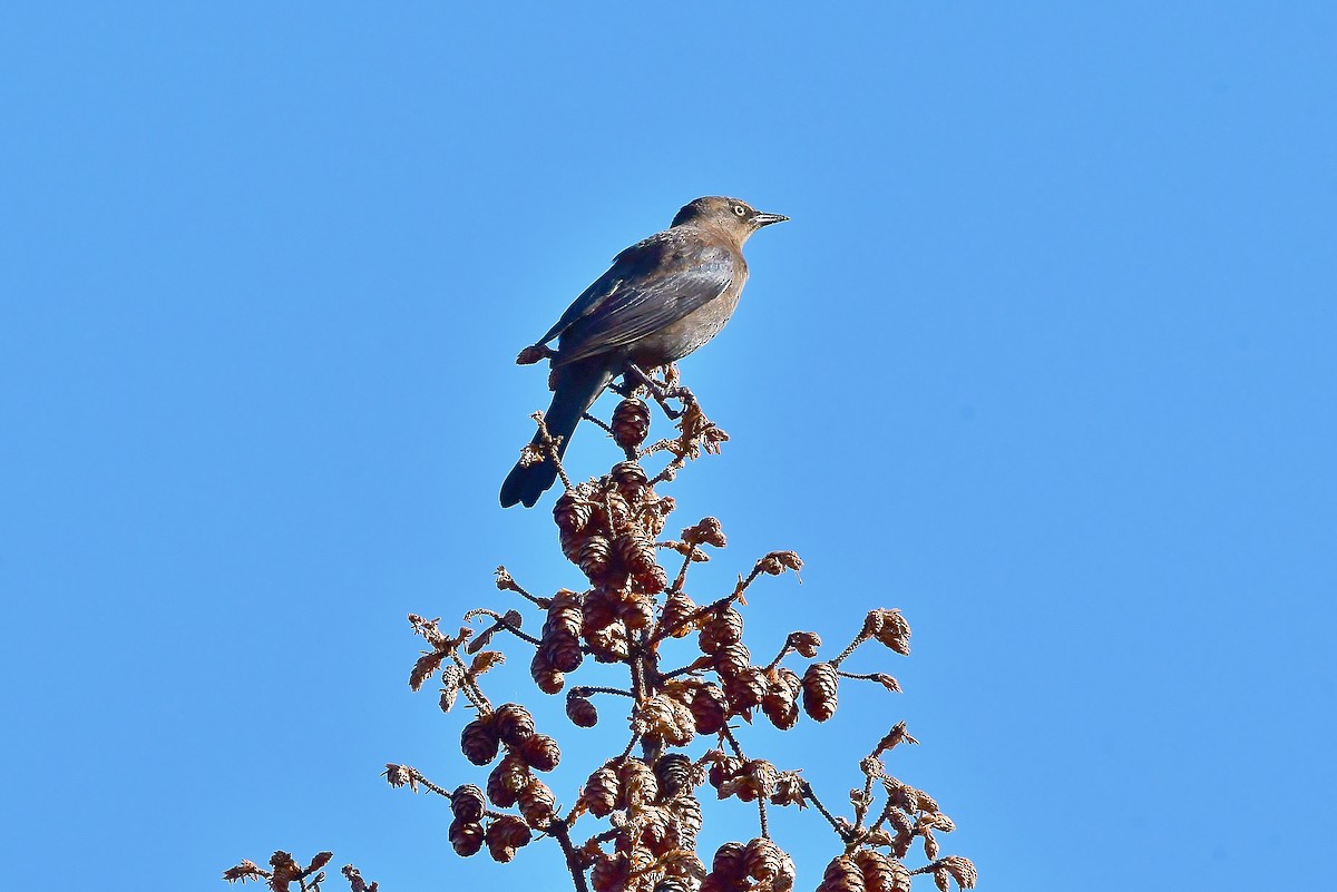 Rusty Blackbird - thomas berriman