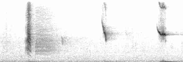 Гагер світлогорлий (підвид armillata/meridana) - ML69613