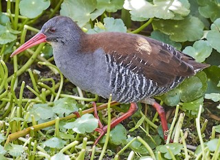  - African Rail