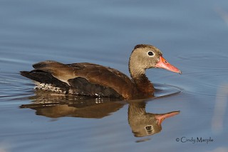 Black-bellied Whistling-Duck, ML69615311