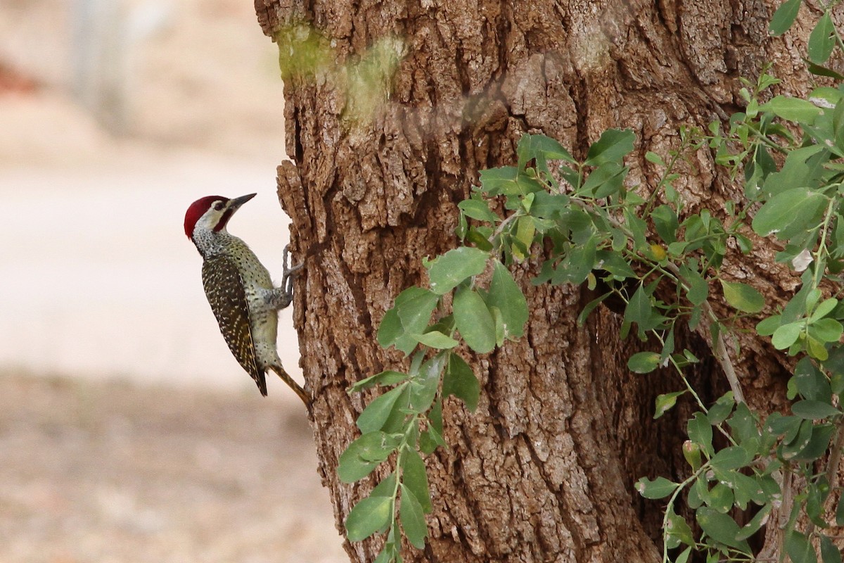 Bennett's Woodpecker (Bennett's) - ML69618701