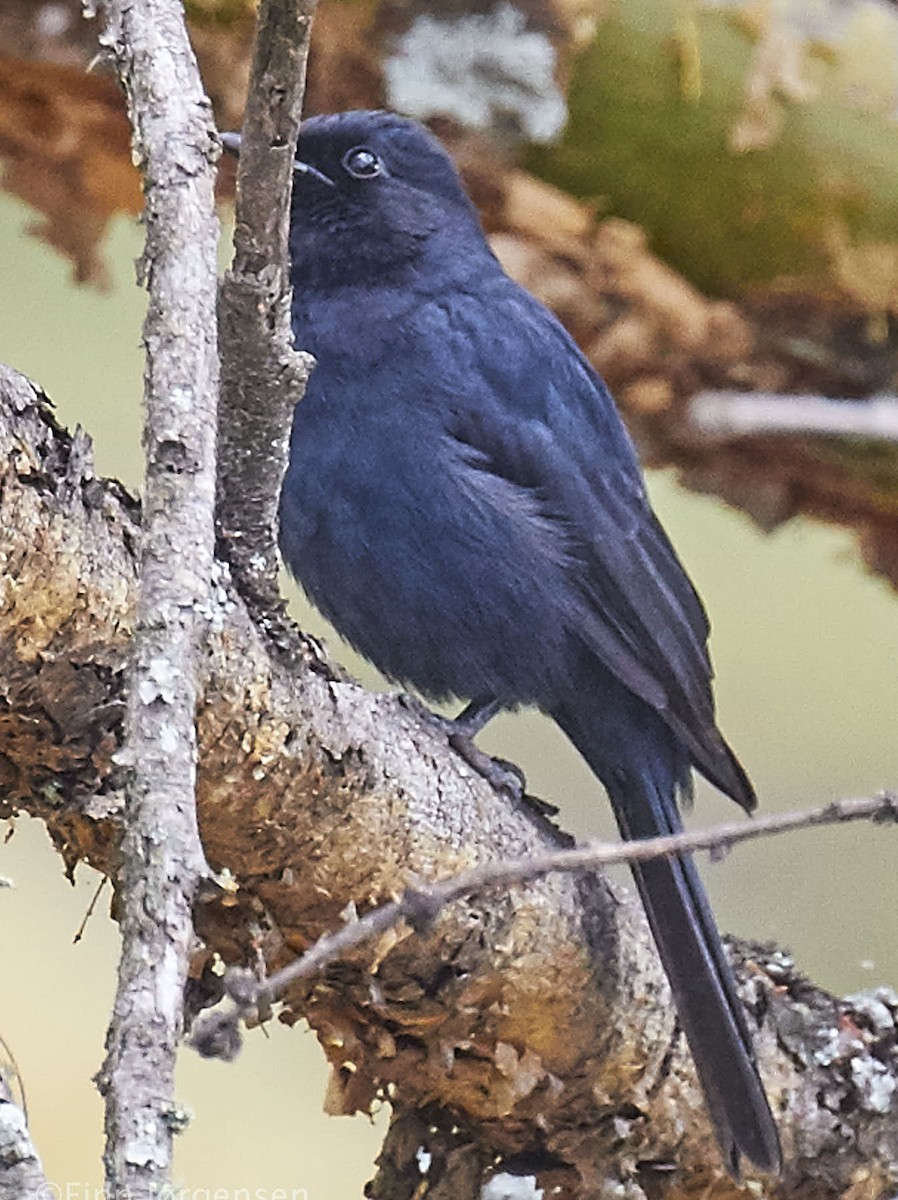 Fork-tailed Drongo - ML69618951