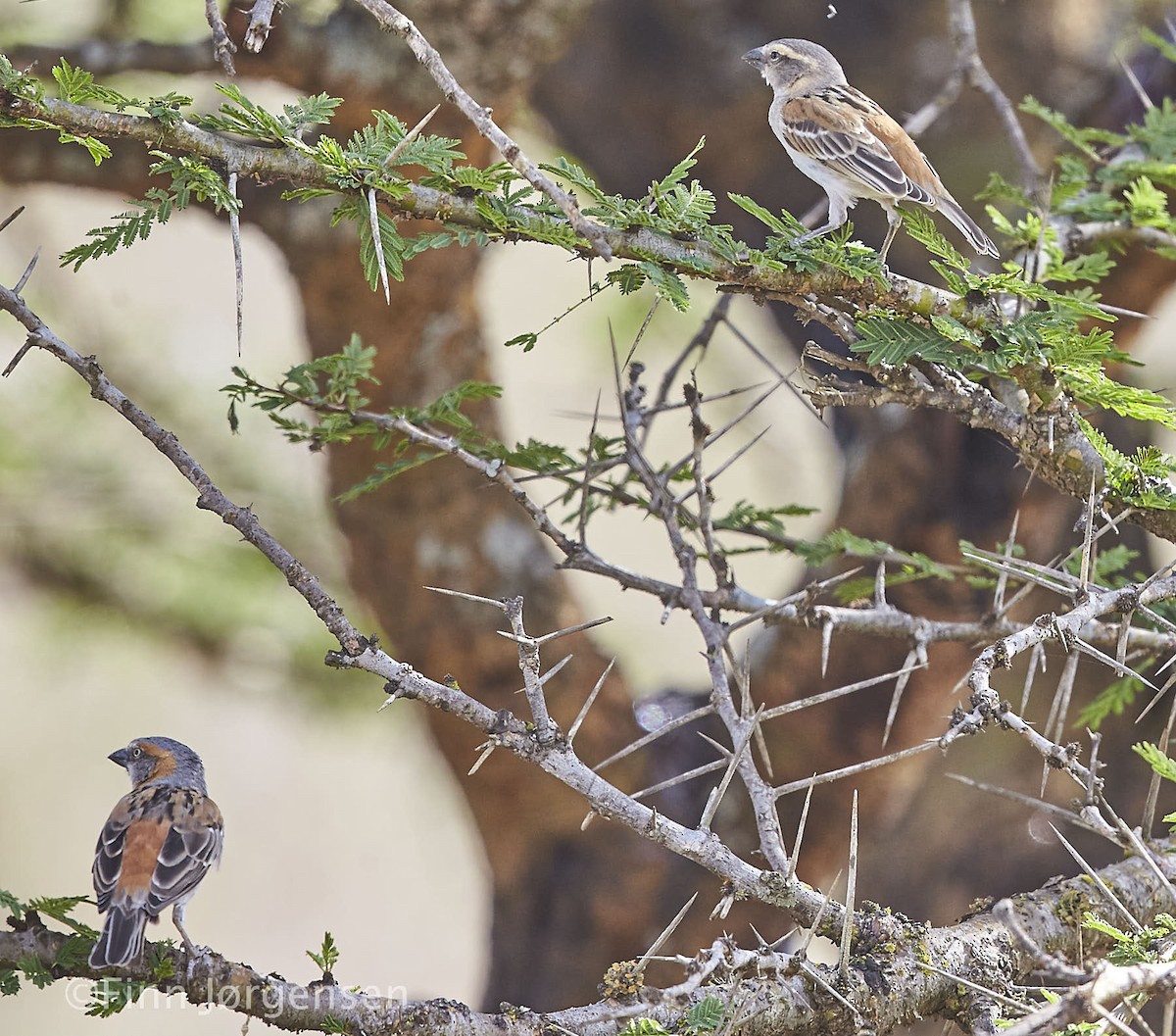 Kenya Rufous Sparrow - Finn Jørgensen