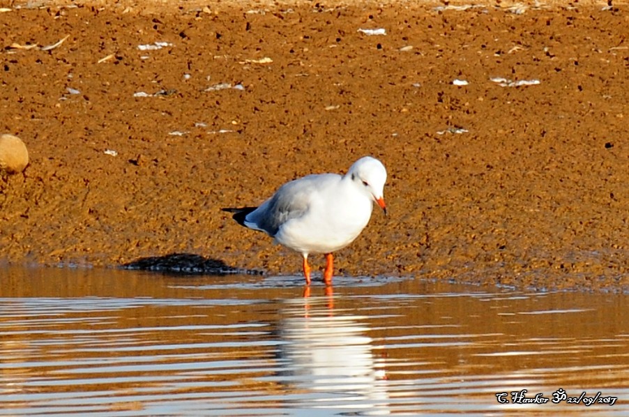 Mouette rieuse - ML69622391