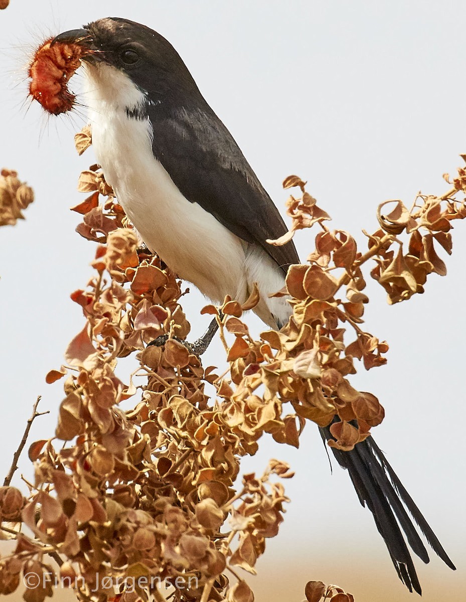 Long-tailed Fiscal - ML69622481