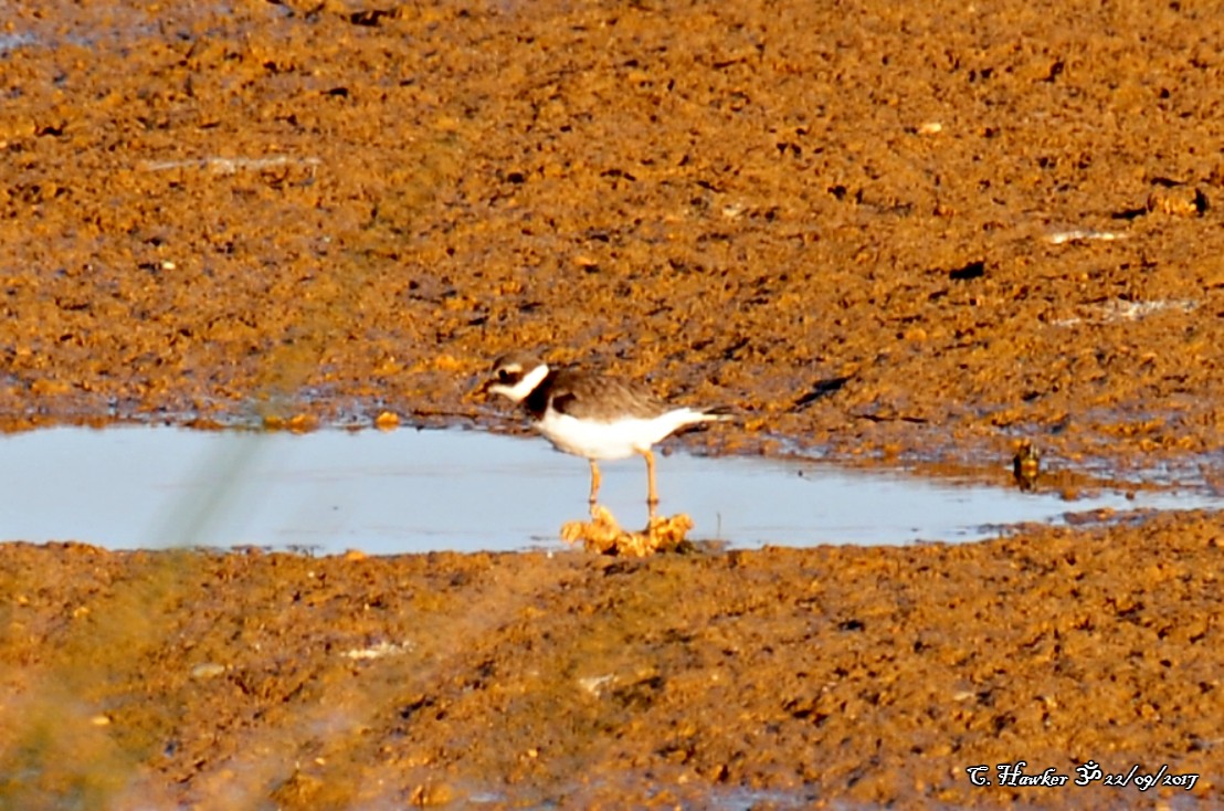 Common Ringed Plover - ML69623231