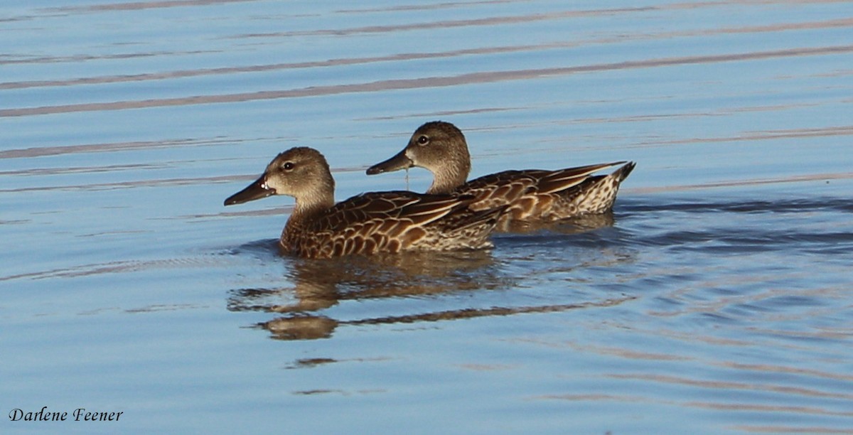 Blue-winged Teal - ML69623681