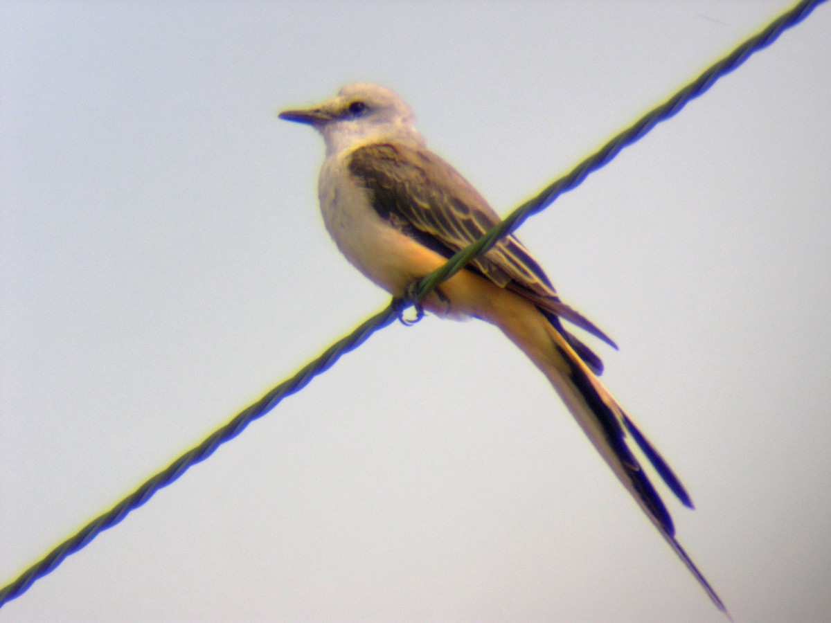 Scissor-tailed Flycatcher - Don Gorney