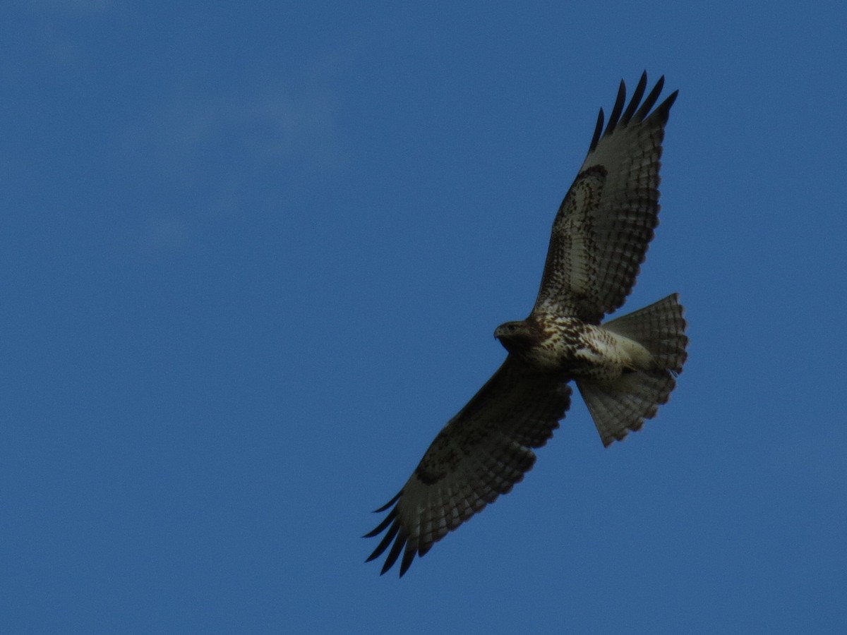 Red-tailed Hawk - ML69625201