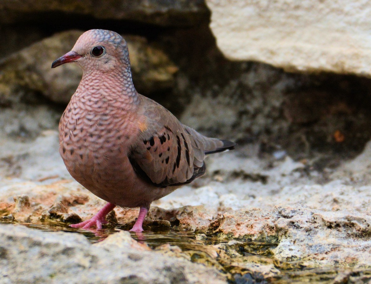 Common Ground Dove - Kenneth Butler