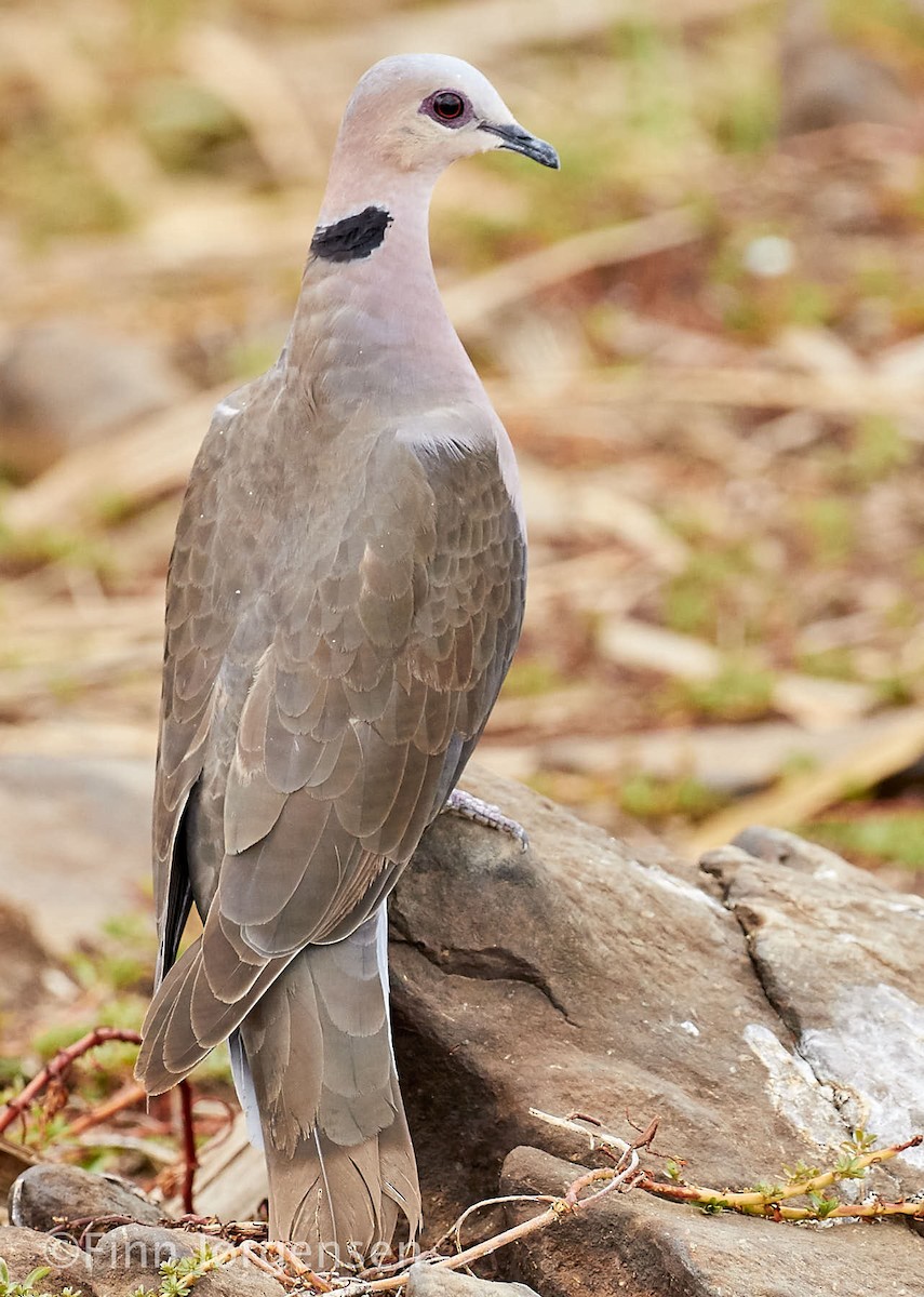 Red-eyed Dove - ML69626411