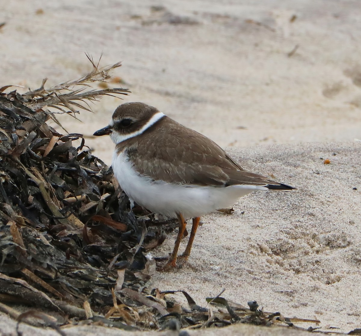 Semipalmated Plover - ML69626761