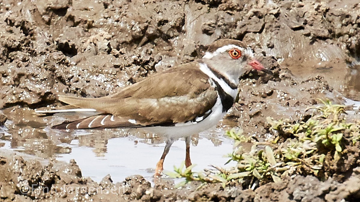 Three-banded Plover - ML69630311