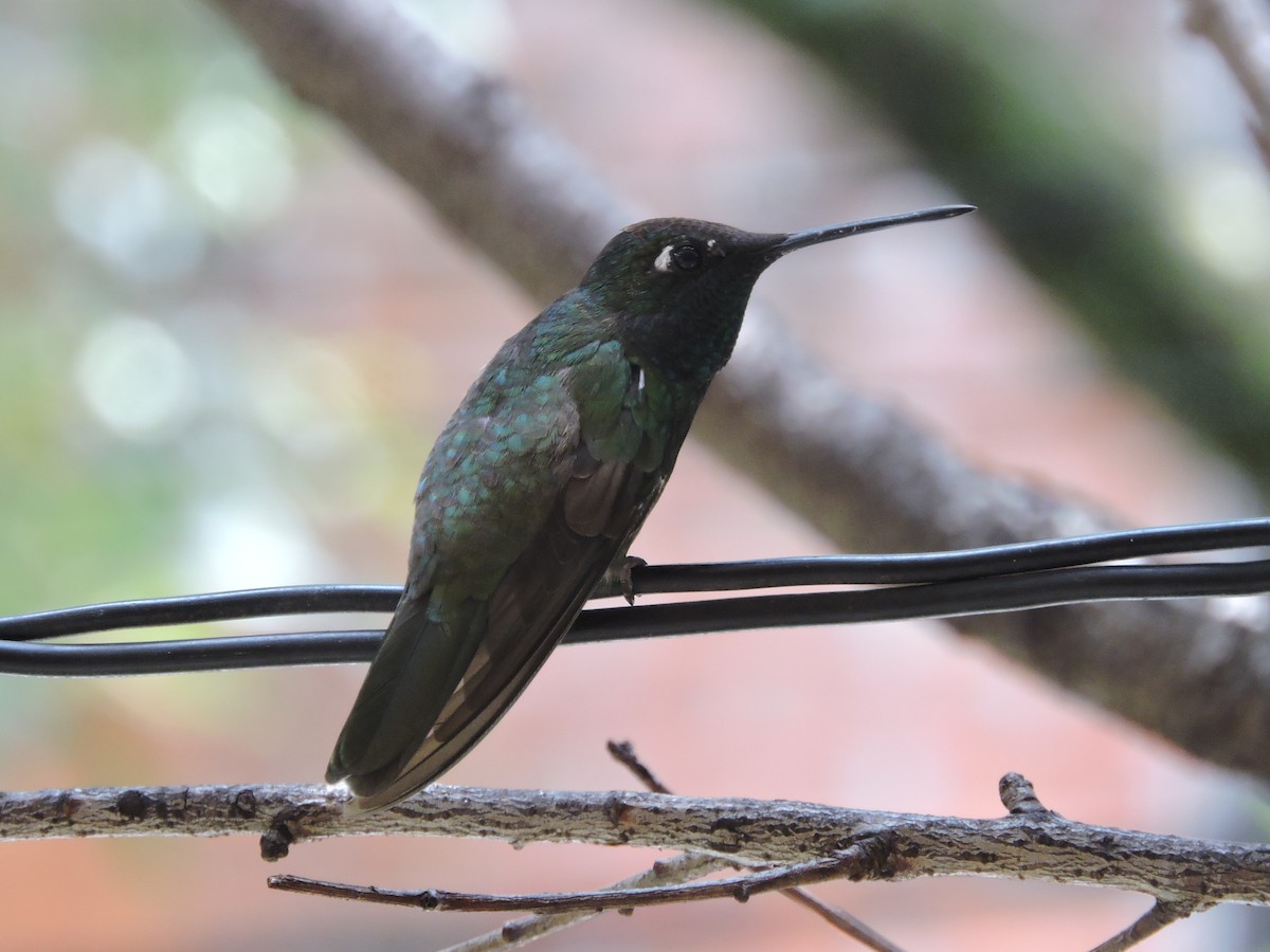 Rivoli's Hummingbird - Manuel Becerril González