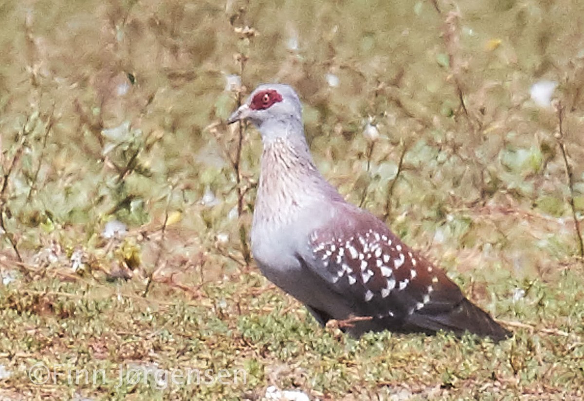 Speckled Pigeon - ML69630401