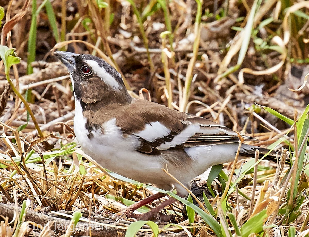 White-browed Sparrow-Weaver - Finn Jørgensen