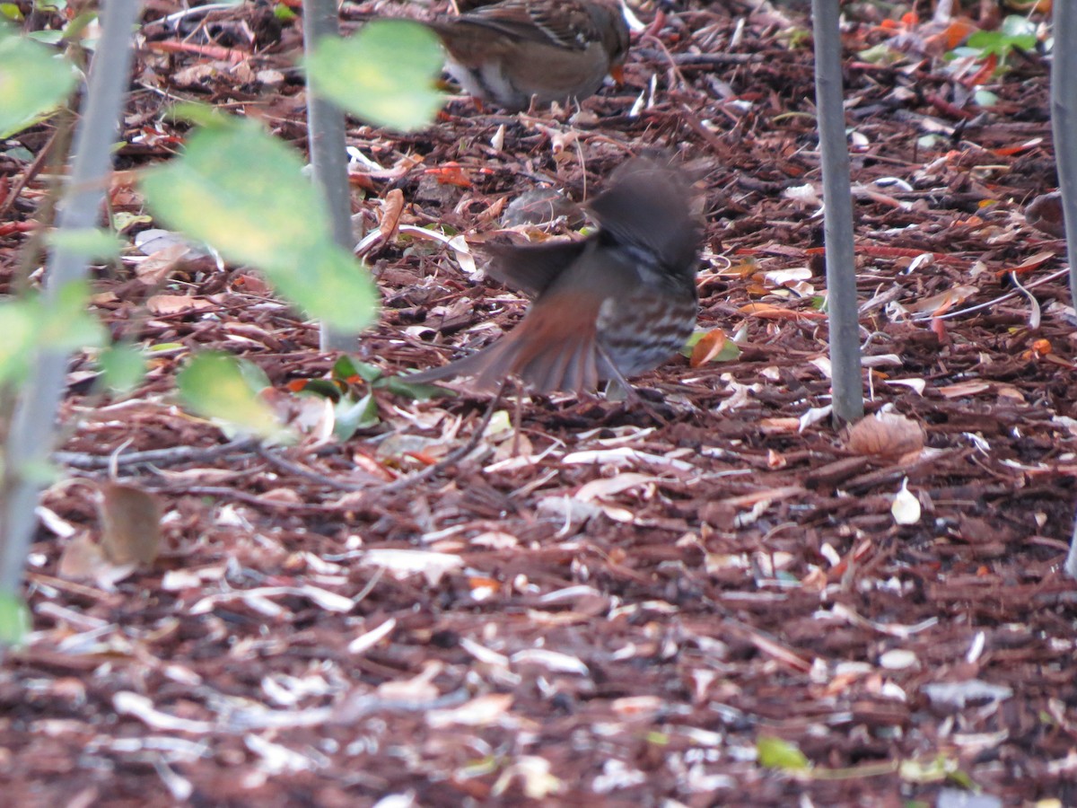 Fox Sparrow (Slate-colored) - Susan Daugherty