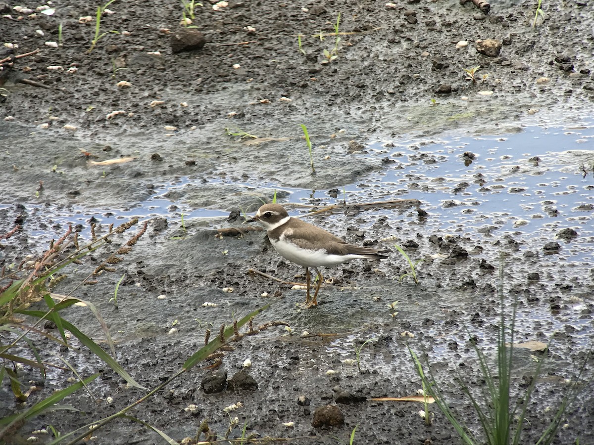Semipalmated Plover - ML69633871