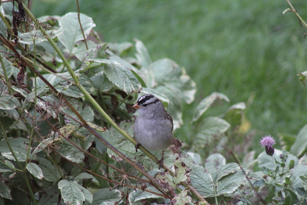 White-crowned Sparrow - ML69635971