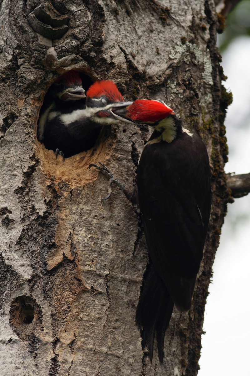 Pileated Woodpecker - ML69638681