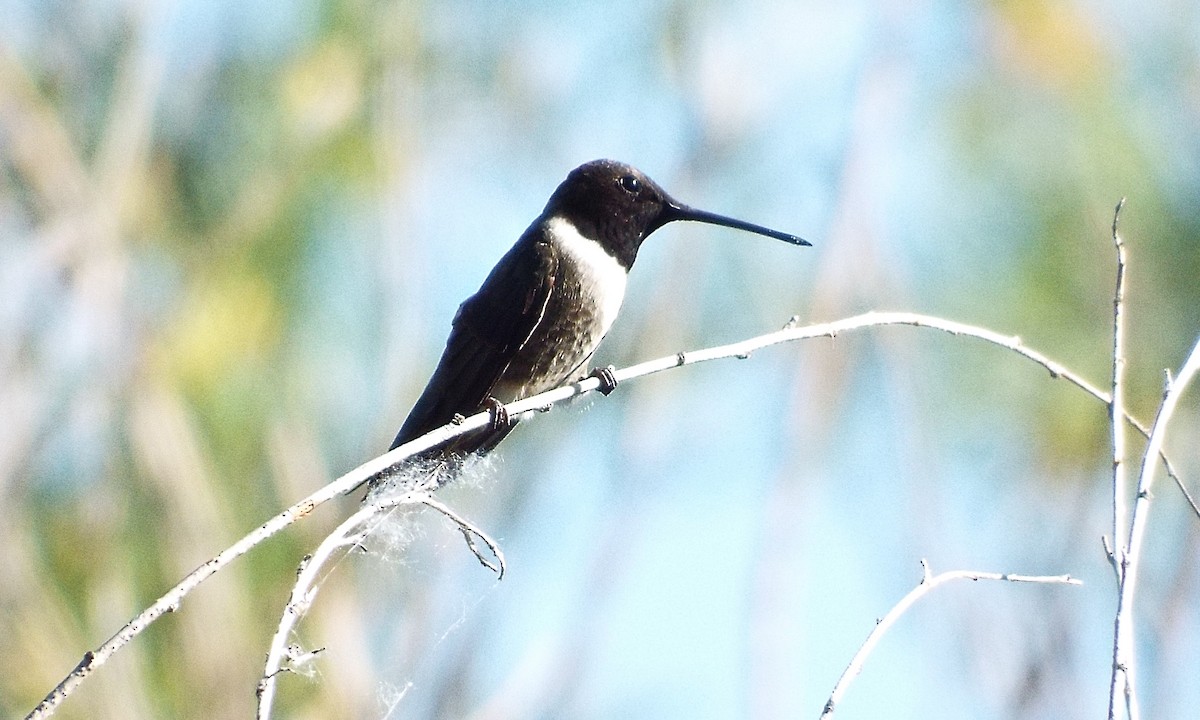 Black-chinned Hummingbird - David Richman