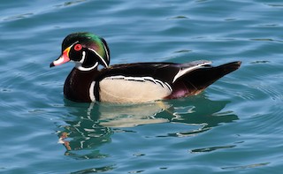 Wood Duck, ML69641091