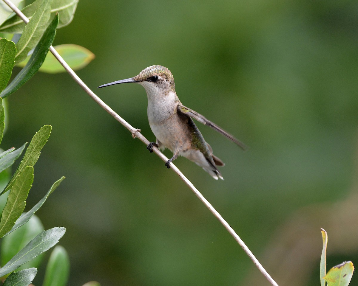 Ruby-throated Hummingbird - Sharon Lynn