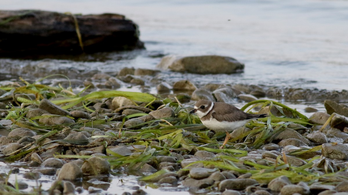 Semipalmated Plover - ML69641371