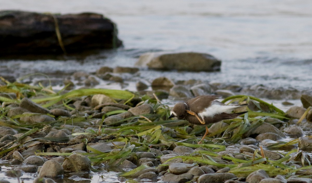 Semipalmated Plover - ML69641401