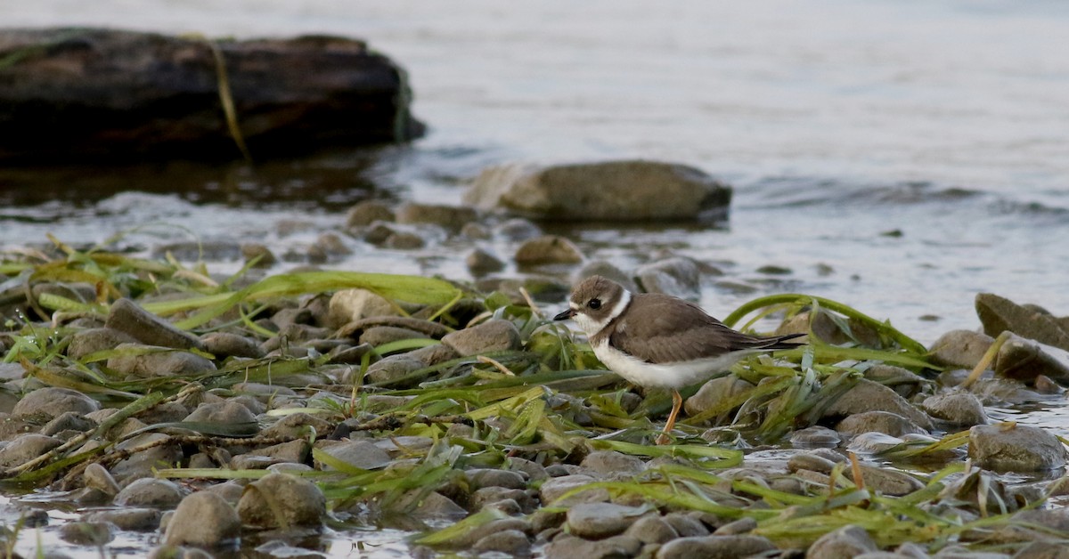 Semipalmated Plover - ML69641421