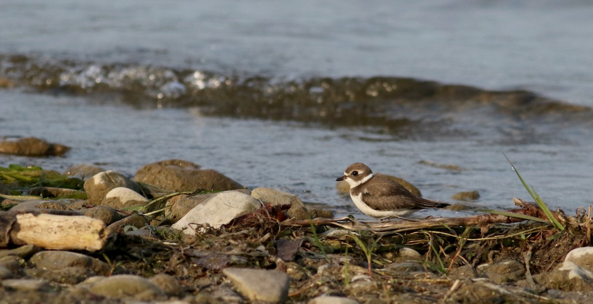 Semipalmated Plover - ML69641451
