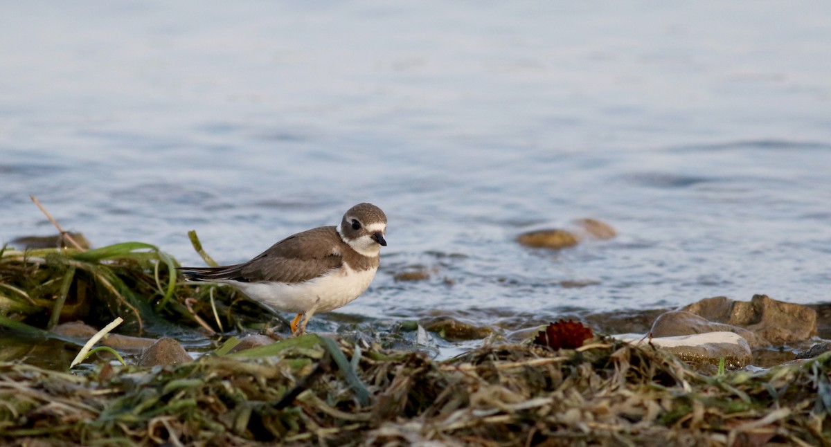 Semipalmated Plover - ML69641461
