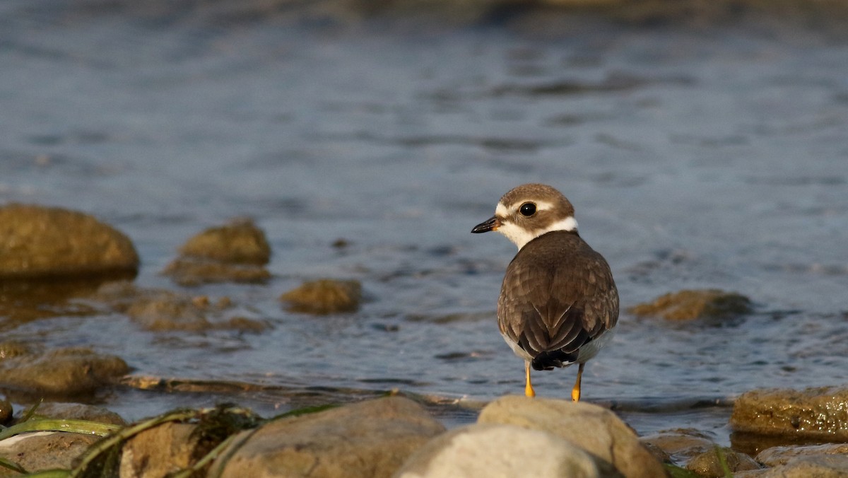Semipalmated Plover - ML69641511