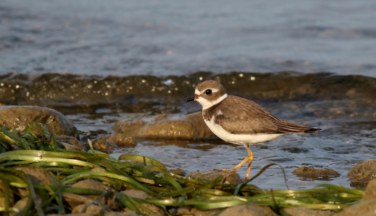 Semipalmated Plover - ML69641571