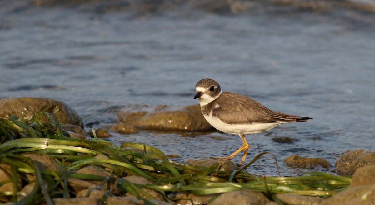 Semipalmated Plover - ML69641581