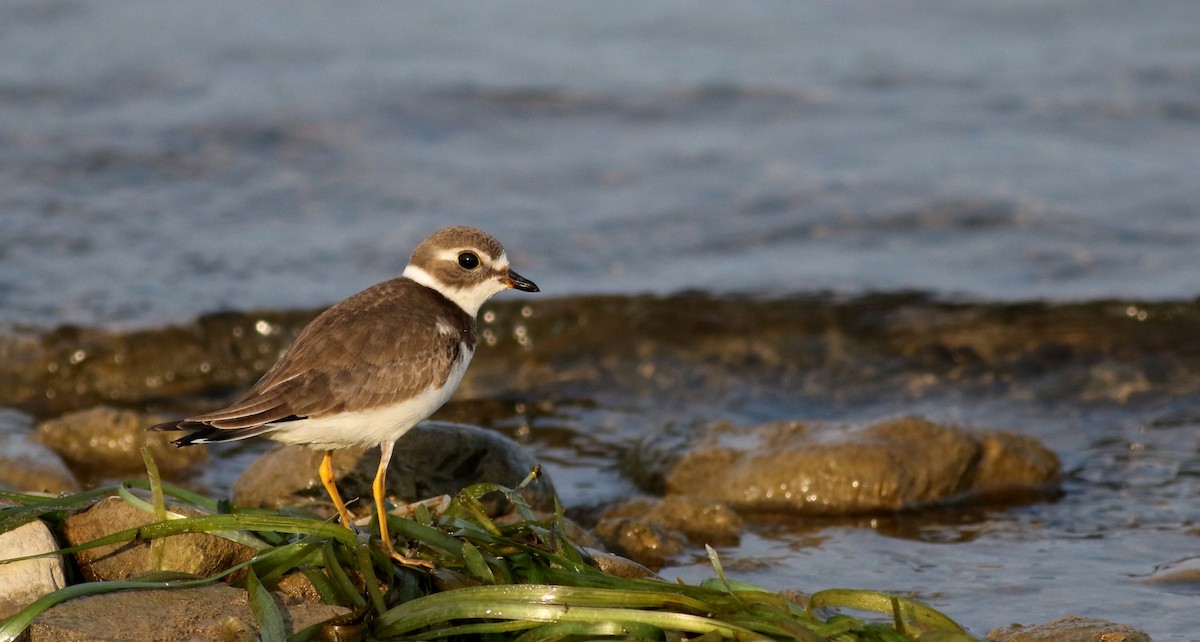 Semipalmated Plover - ML69641601