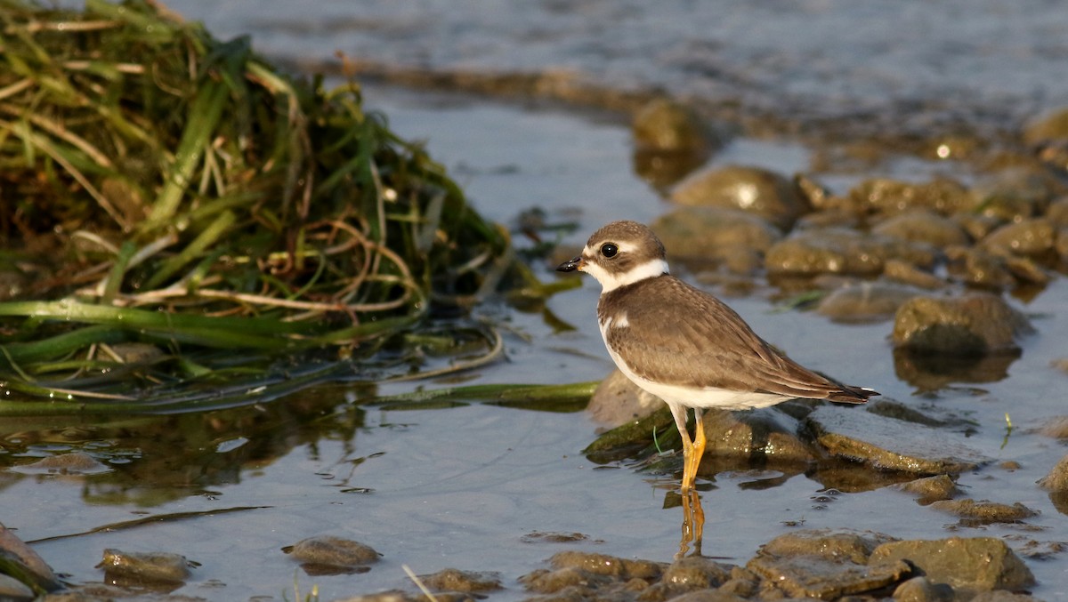 Semipalmated Plover - ML69641611
