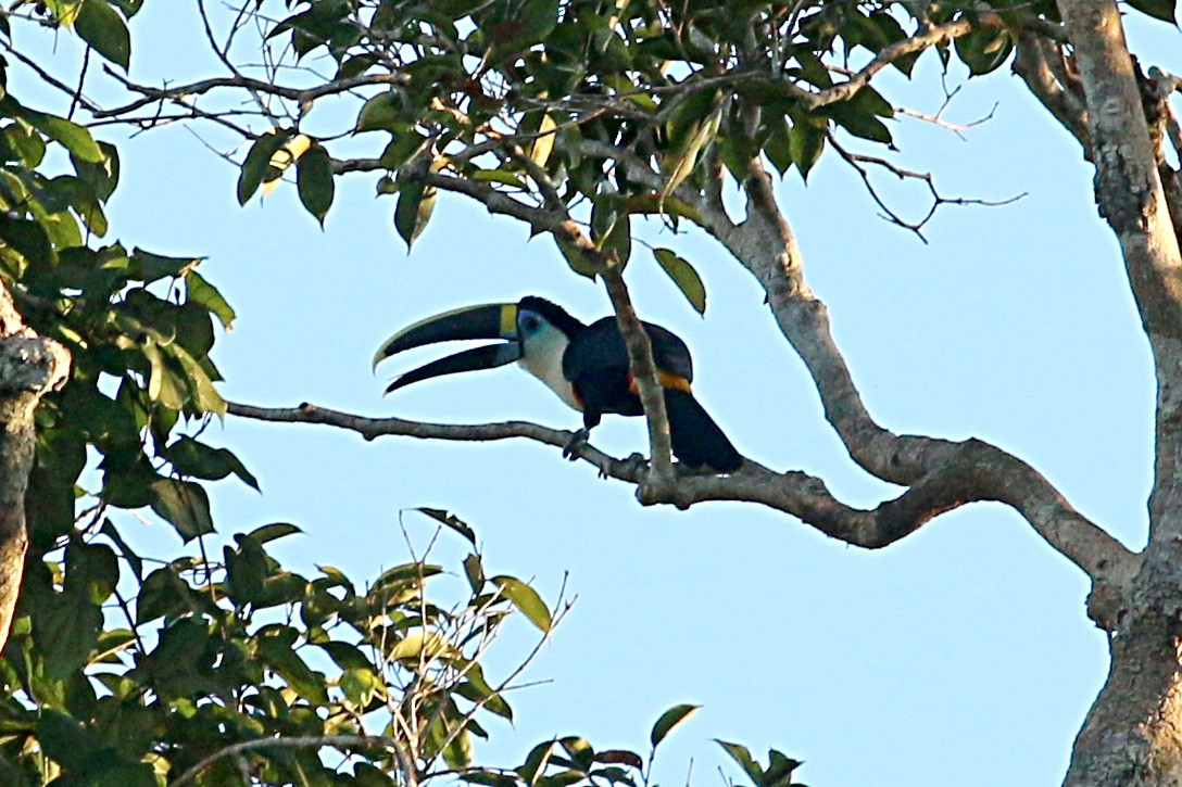 White-throated Toucan - Leith Woodall