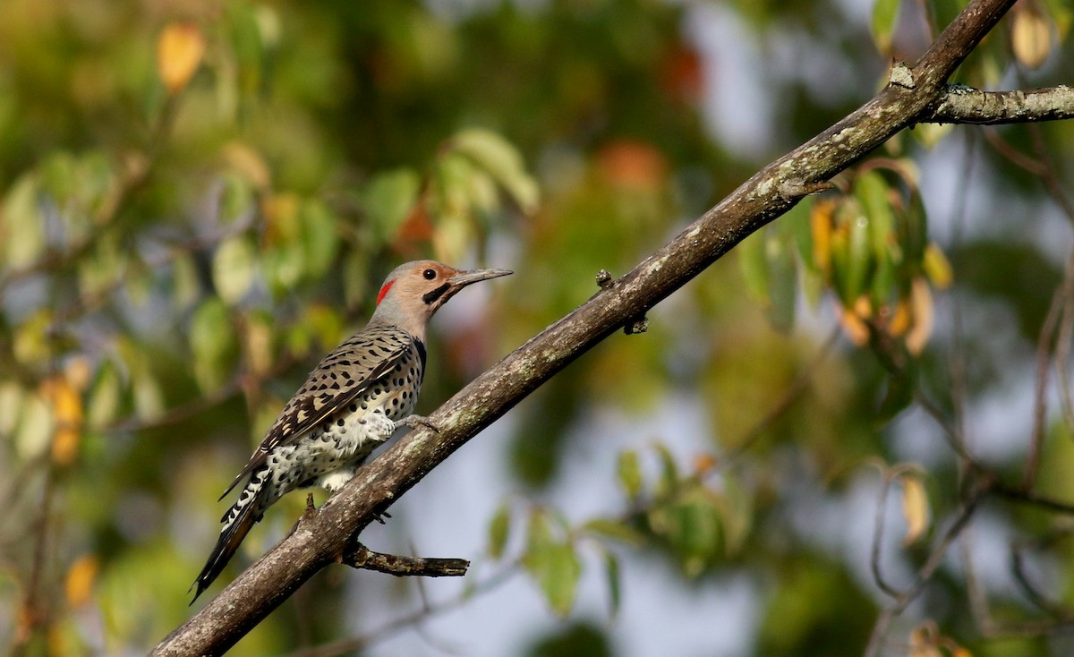Northern Flicker (Yellow-shafted) - ML69648441