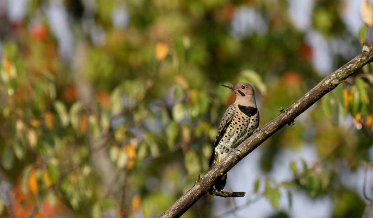 Northern Flicker (Yellow-shafted) - ML69648451