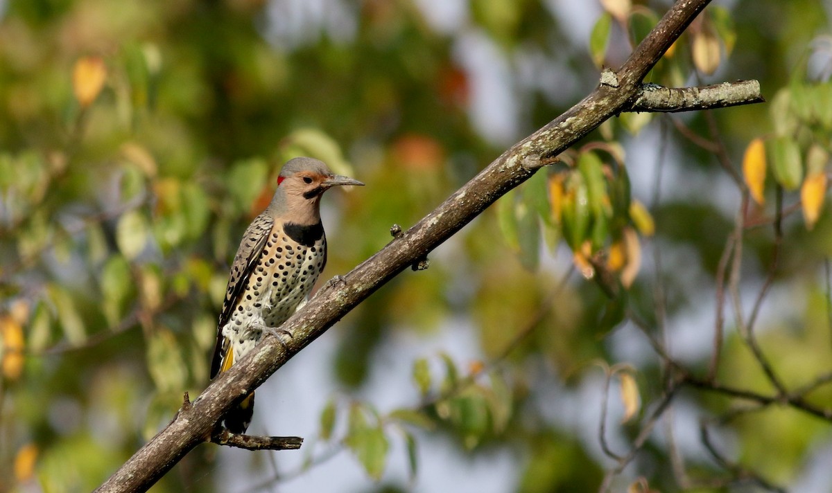Northern Flicker (Yellow-shafted) - ML69648491