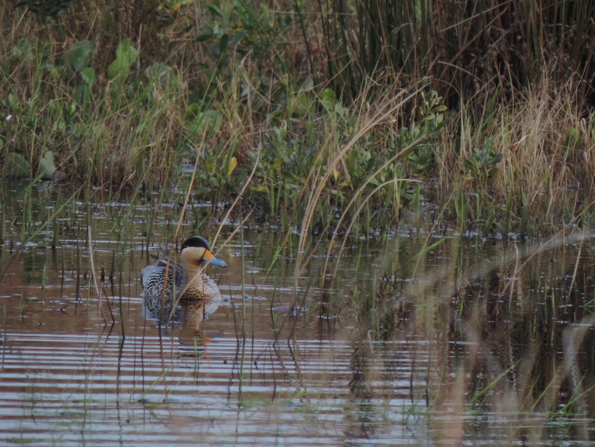 Silver Teal - Lucia Colombino