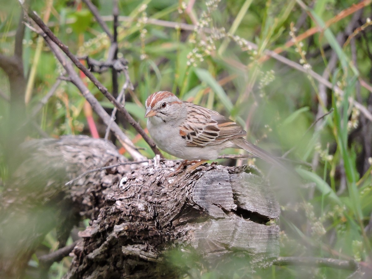 Rufous-winged Sparrow - Diana Doyle