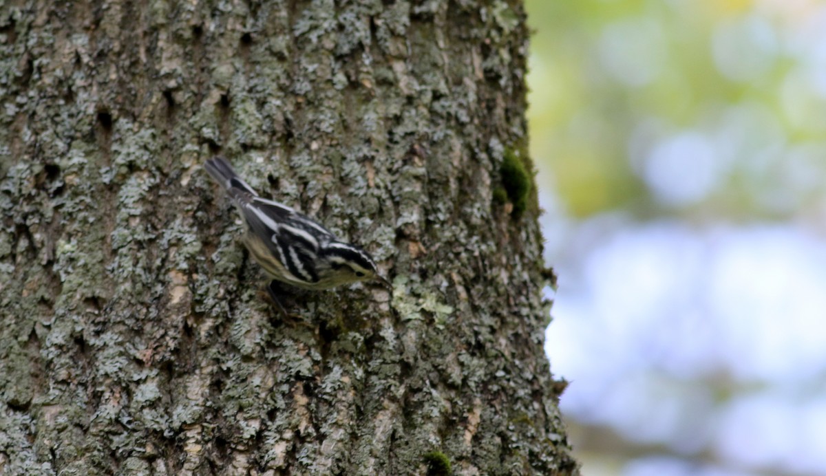 Black-and-white Warbler - ML69651011