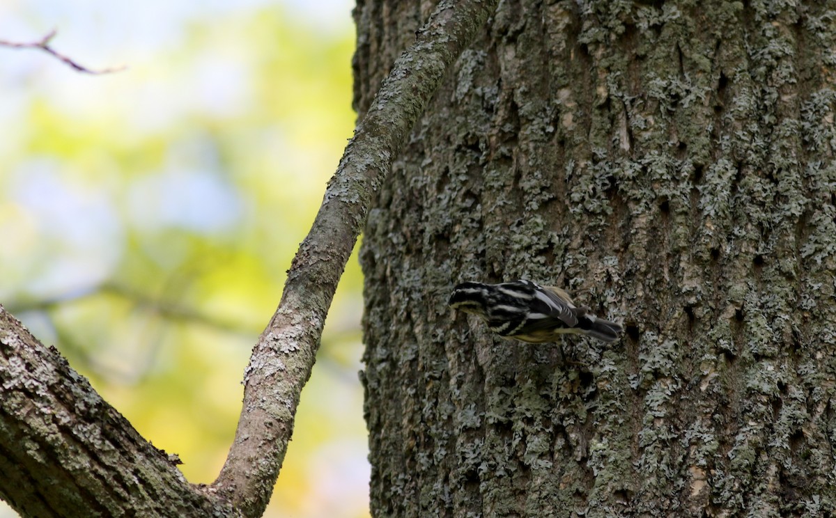 Black-and-white Warbler - ML69651021