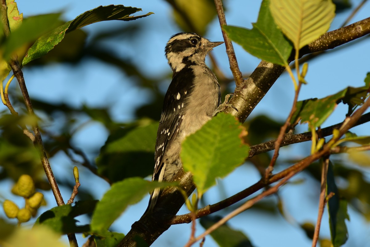 Downy Woodpecker - ML69651881
