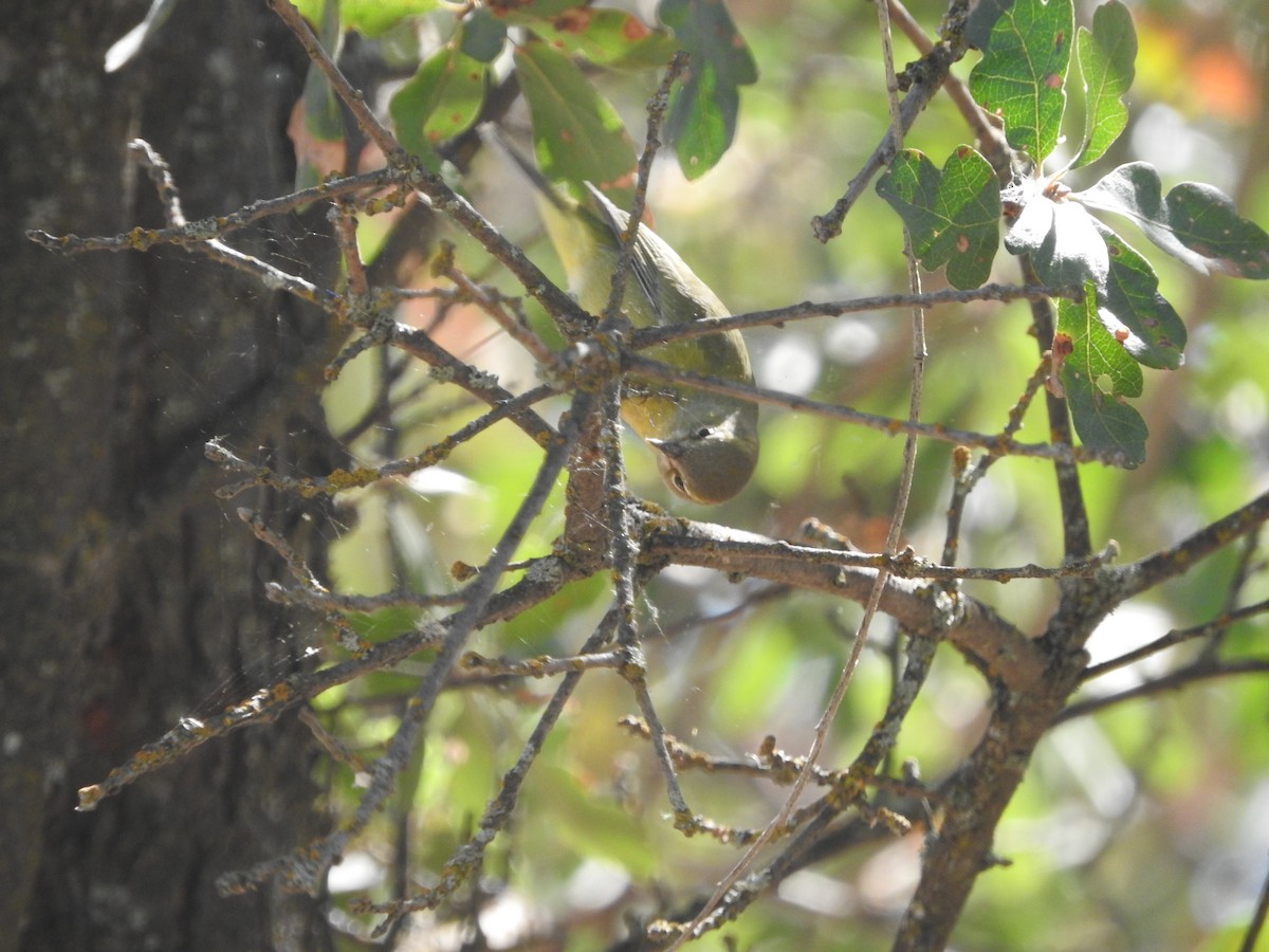 Orange-crowned Warbler - ML69653341
