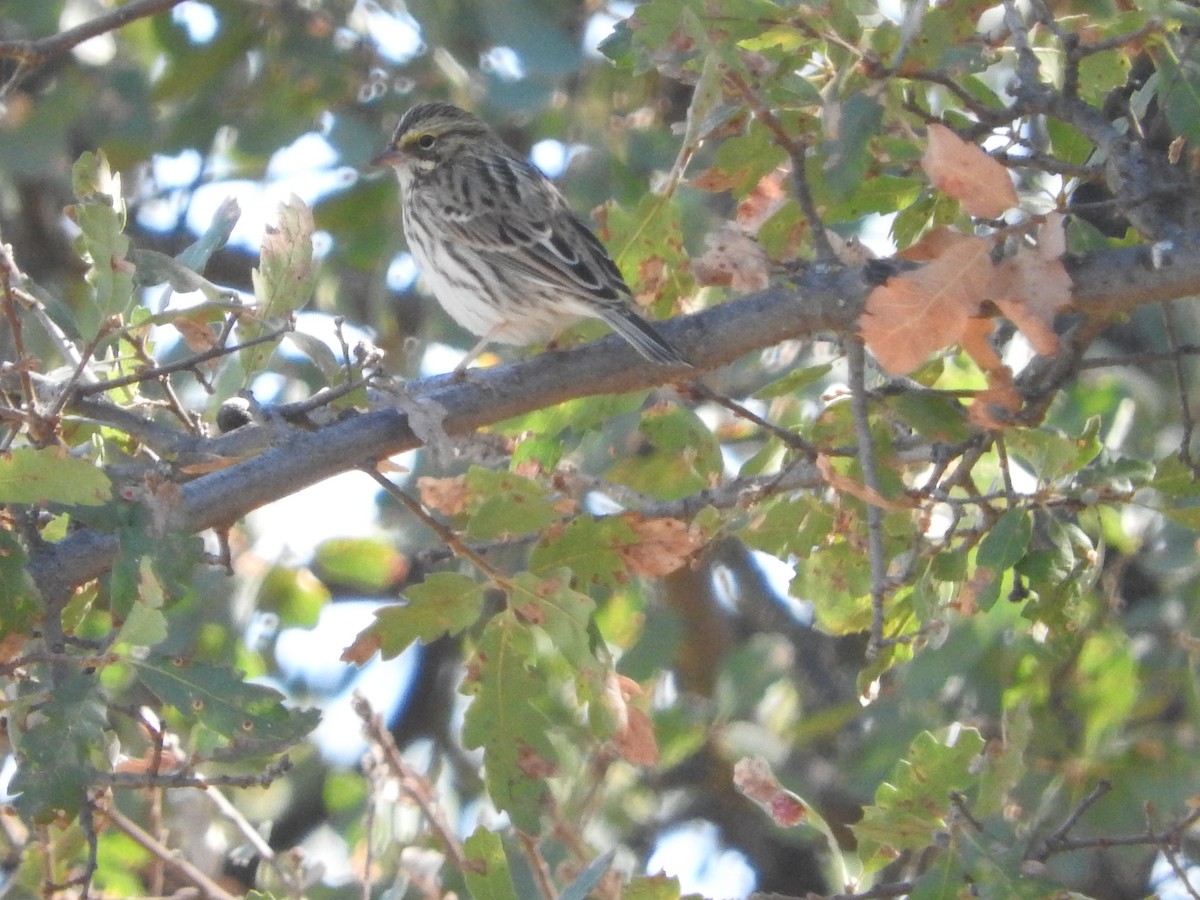 Savannah Sparrow - ML69653971