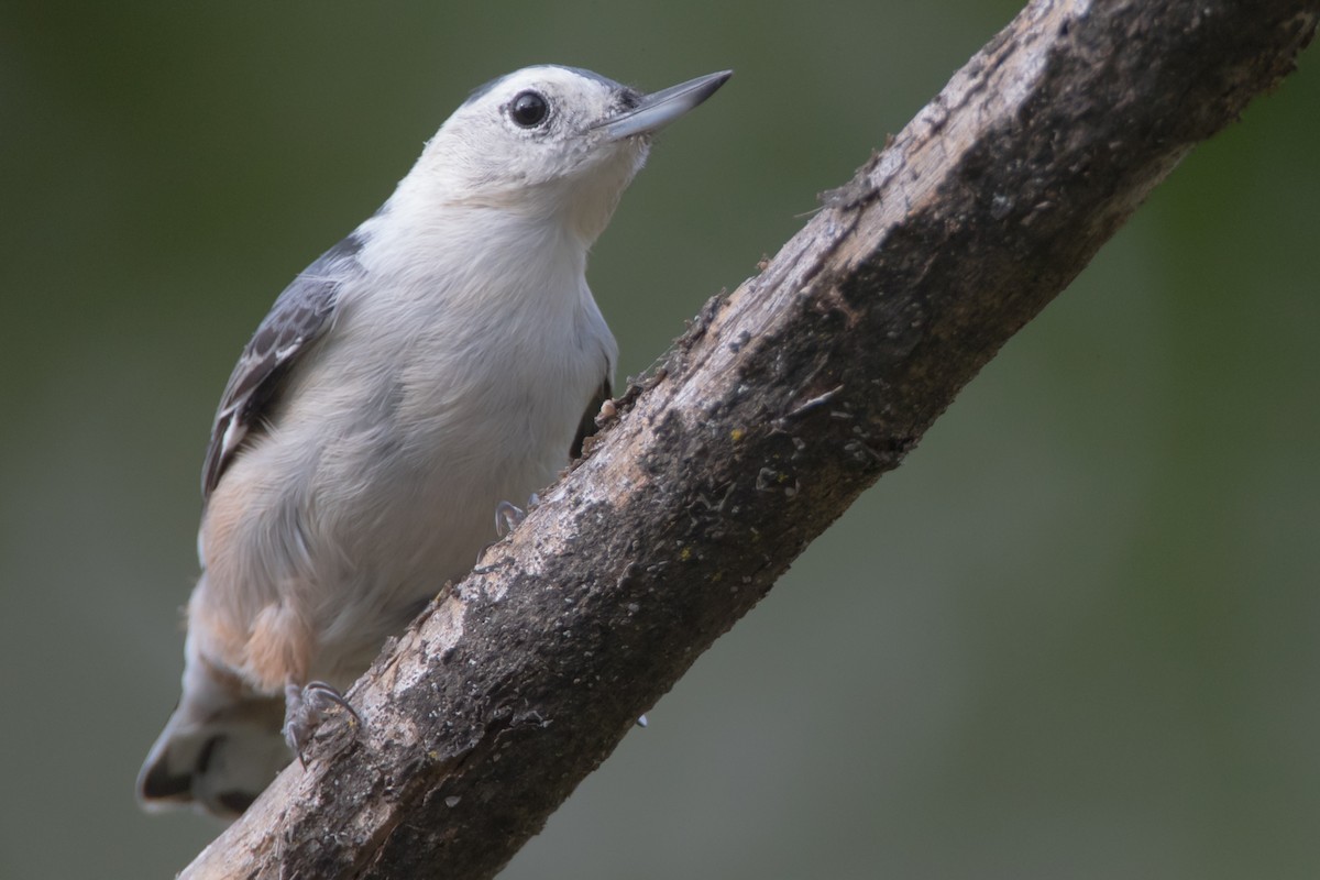 White-breasted Nuthatch - Brendan Klick